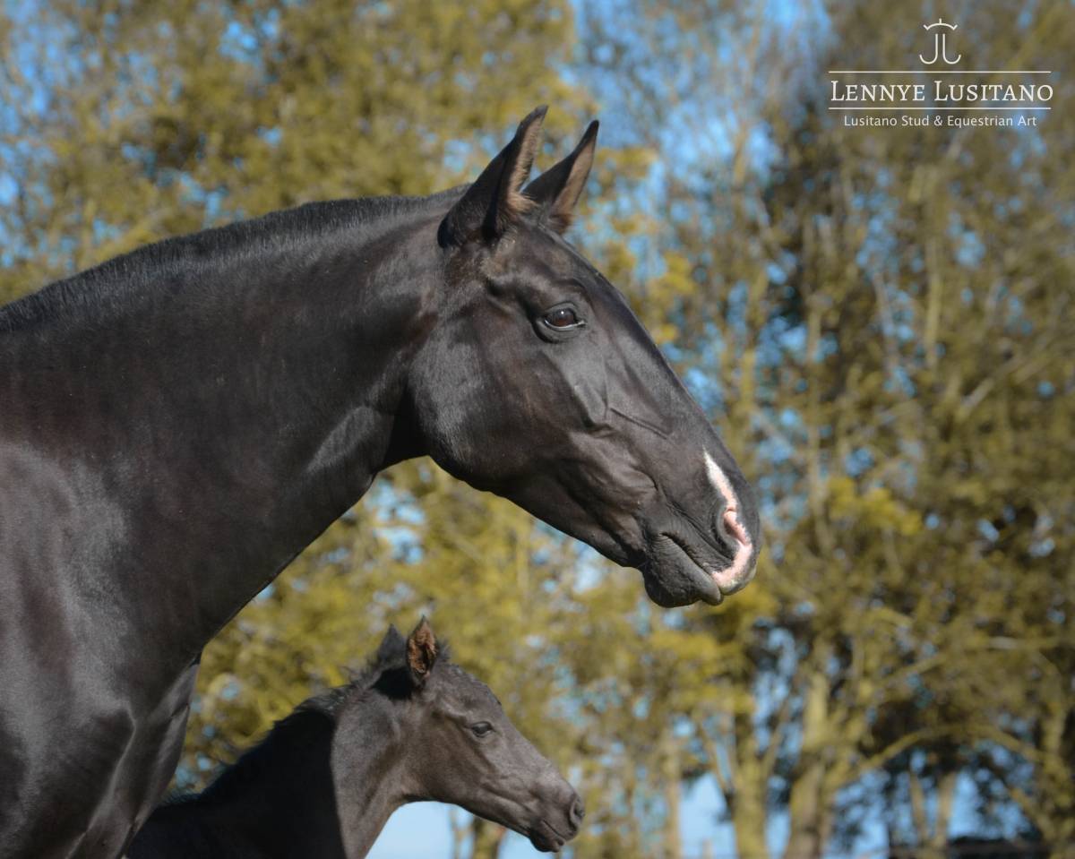 Broodmare Lusitano For sale 2017 Black