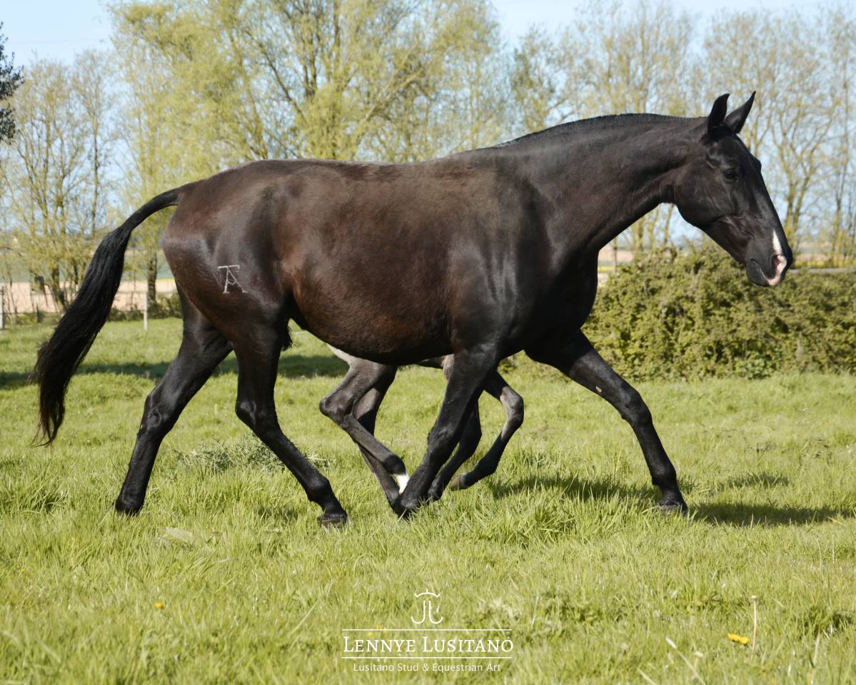 Broodmare Lusitano For sale 2017 Black