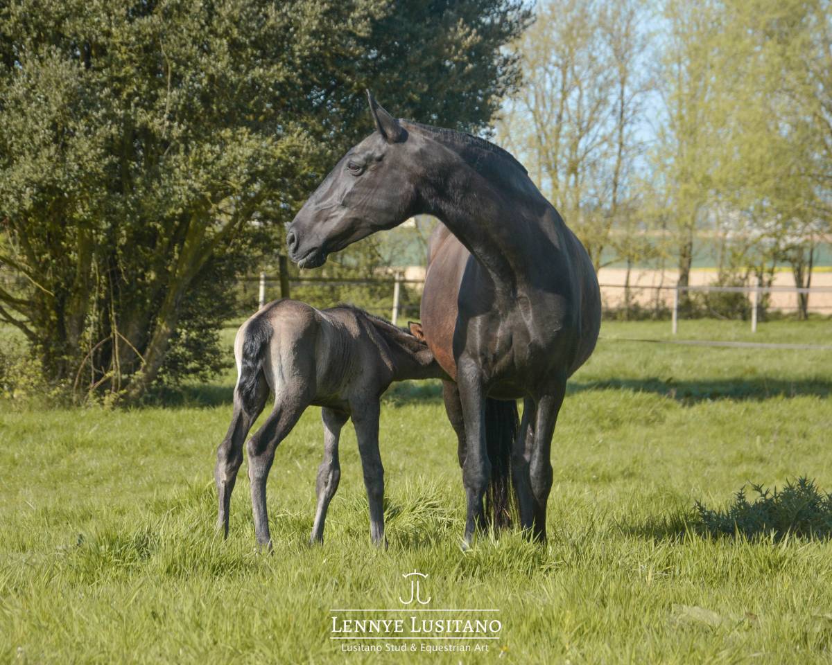 Broodmare Lusitano For sale 2017 Black