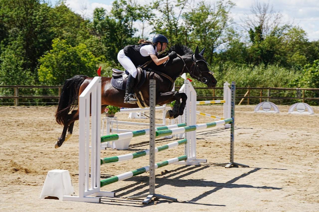 Gelding Other Pony Breed For sale 2012 Black