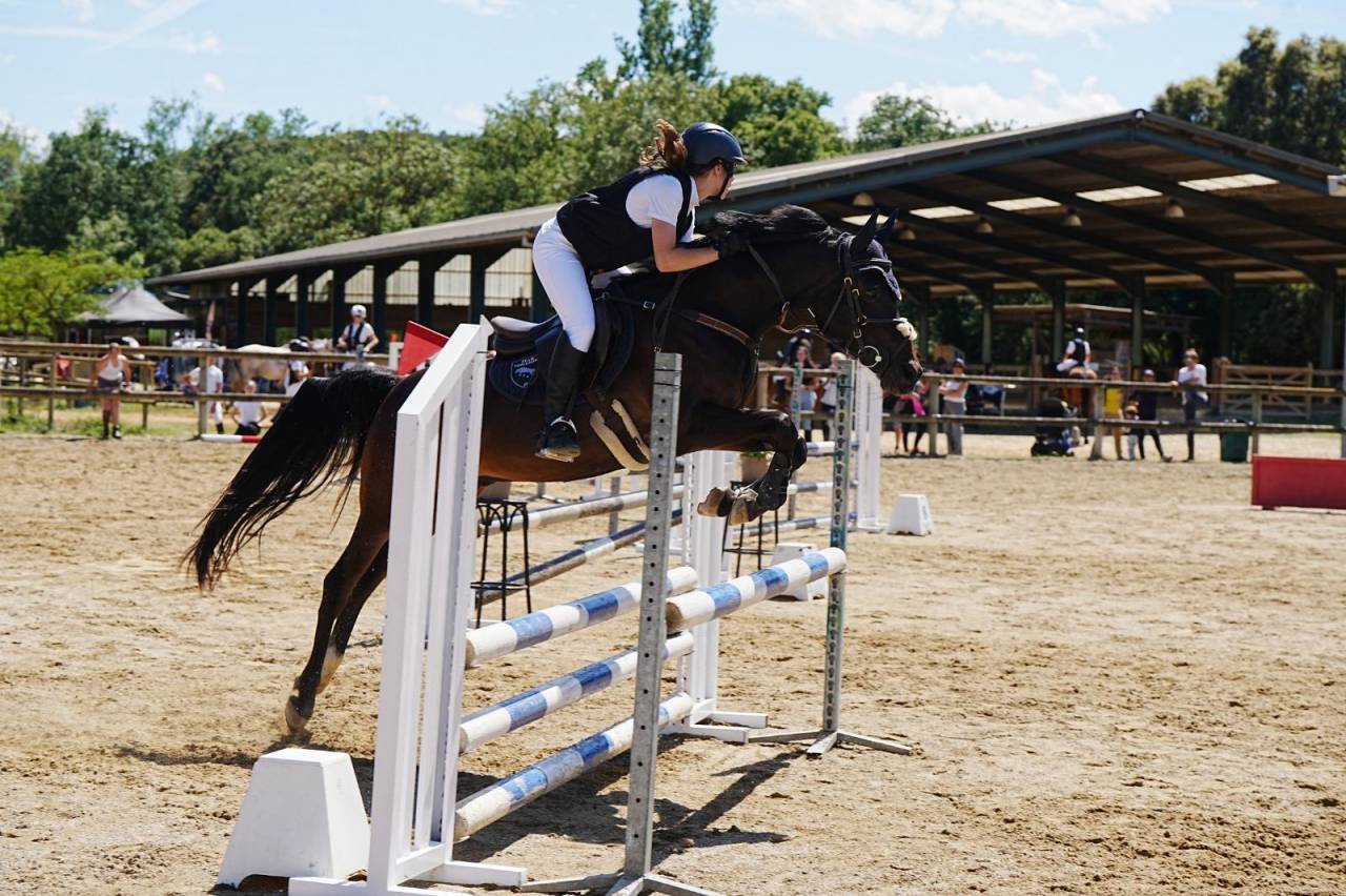 Gelding Other Pony Breed For sale 2012 Black