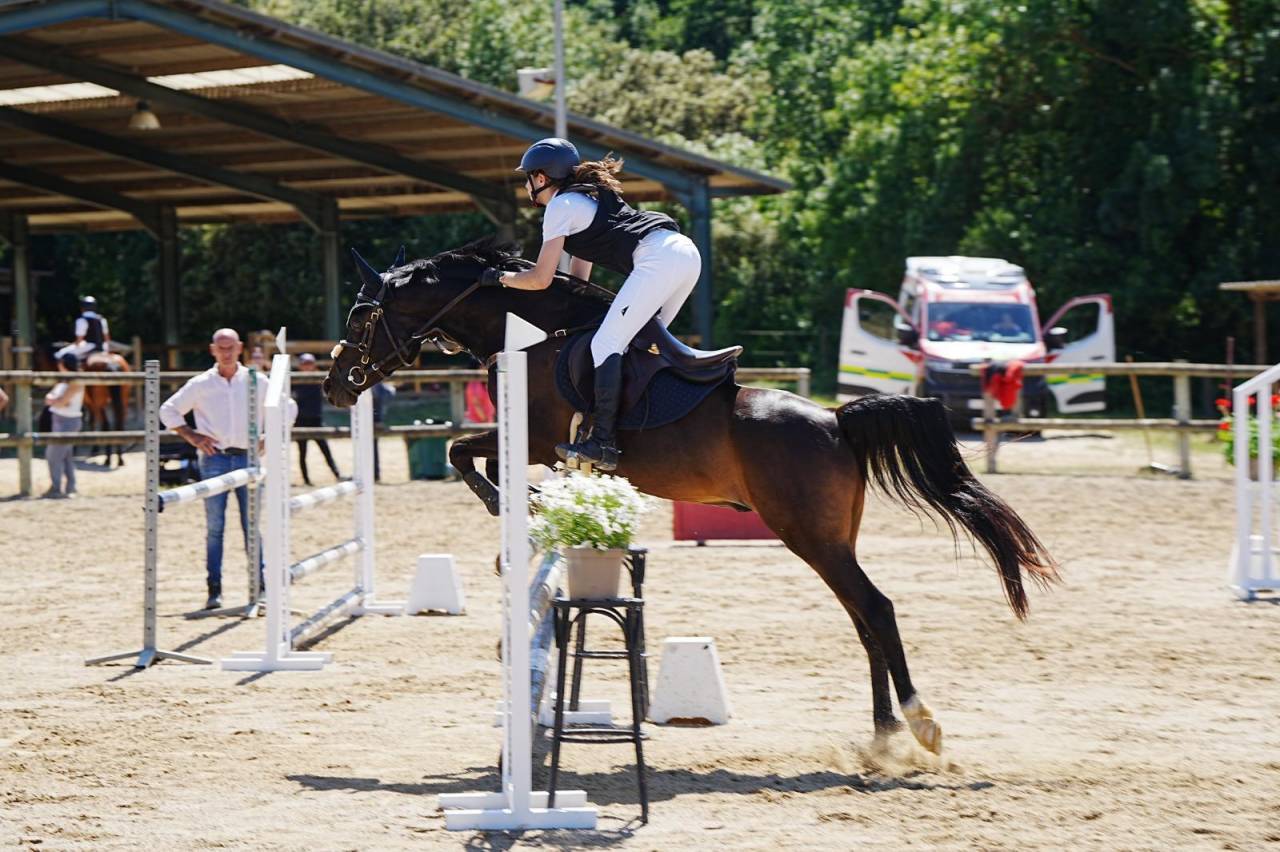 Gelding Other Pony Breed For sale 2012 Black