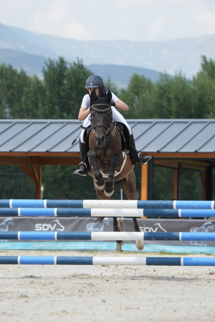 Gelding Other Pony Breed For sale 2012 Black