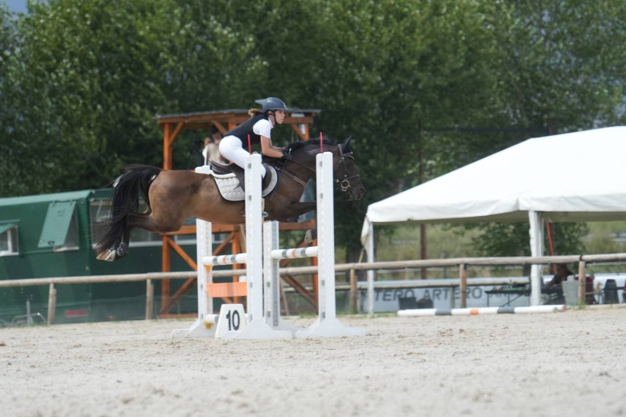 Gelding Other Pony Breed For sale 2012 Black