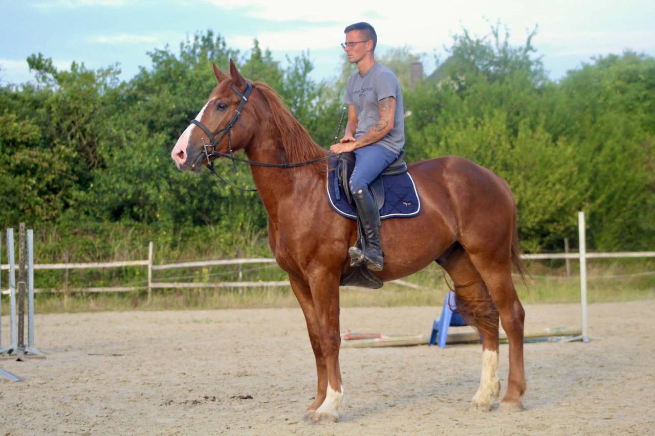 Gelding Unkown Horse Breed For sale 2023 Chesnut