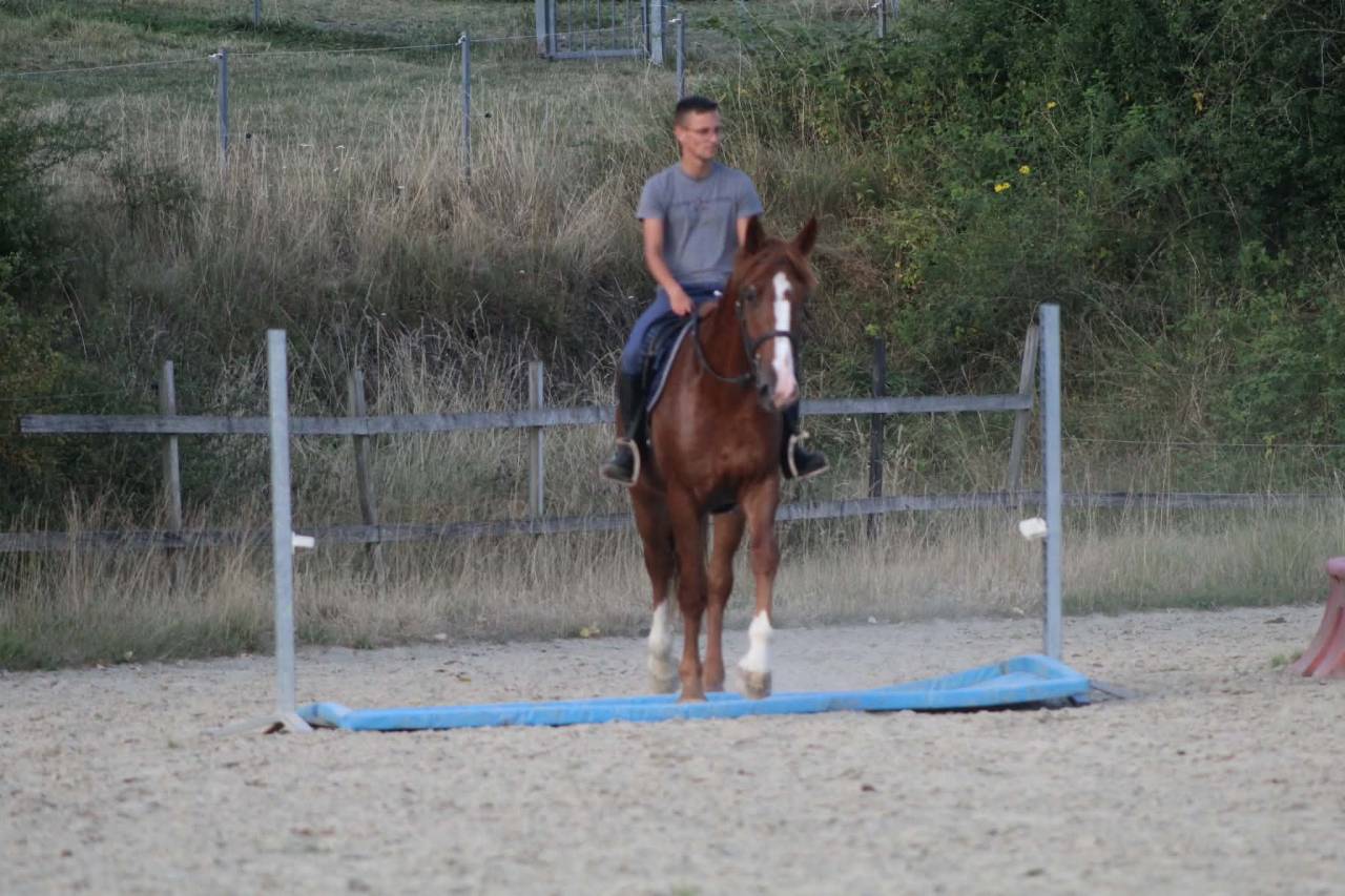 Gelding Unkown Horse Breed For sale 2023 Chesnut