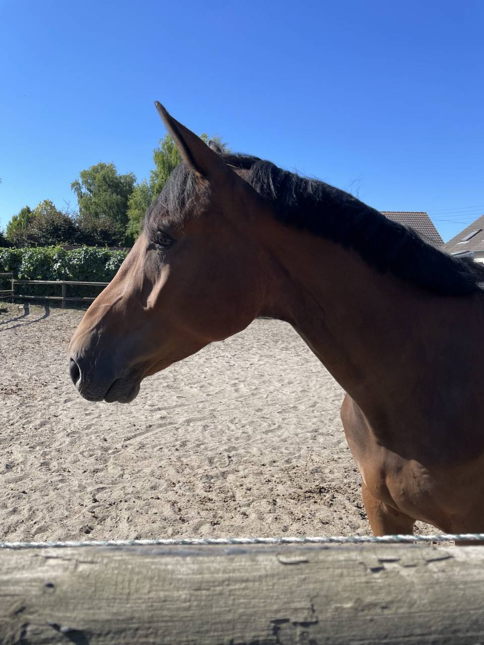Gelding Selle Fran&ccedil;ais For sale 2021 Bay