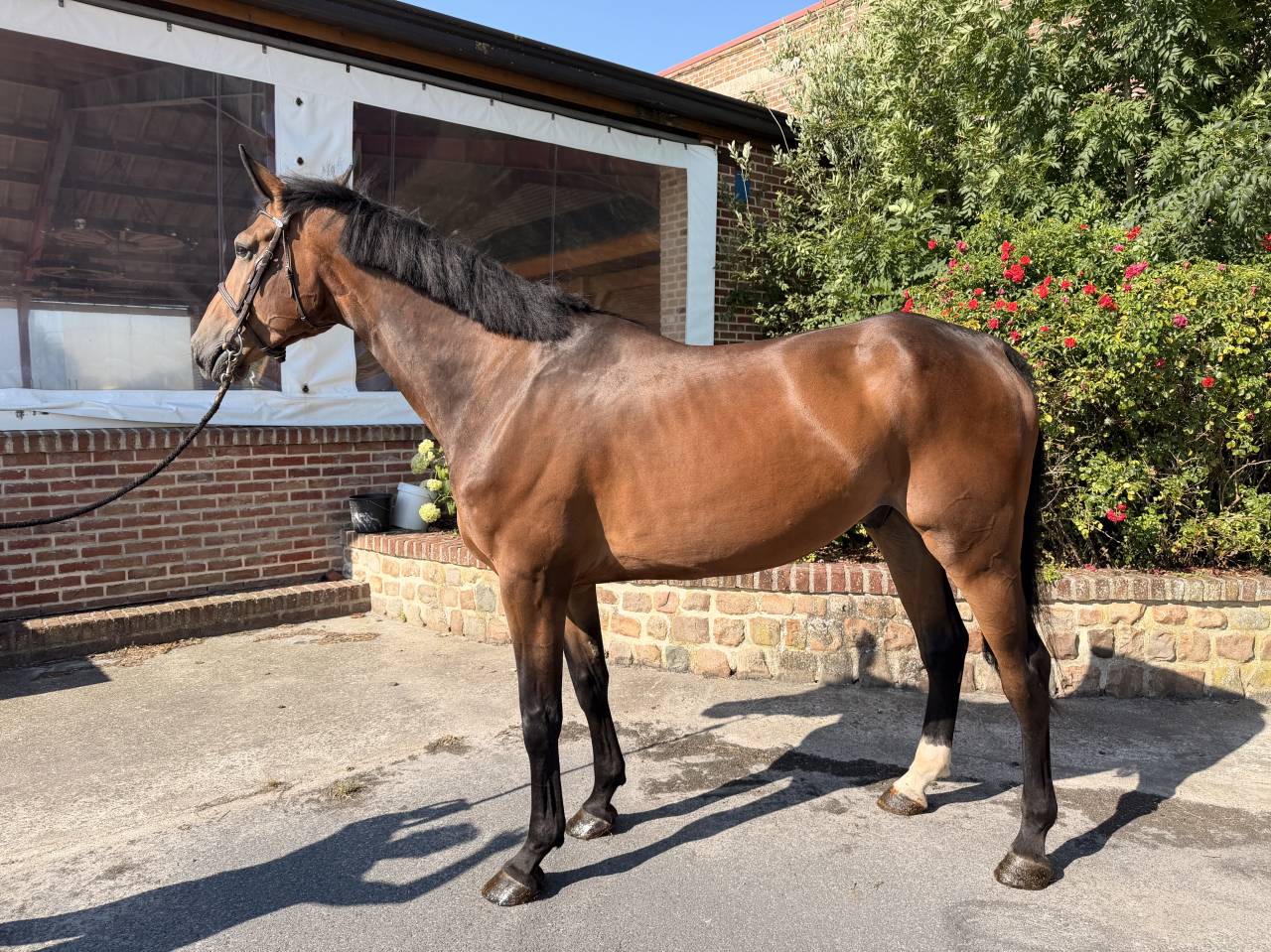 Gelding Selle Fran&ccedil;ais For sale 2021 Bay