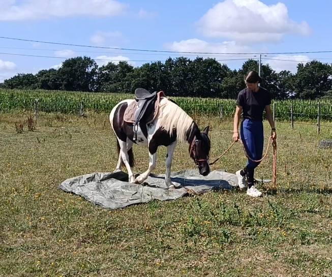 Mare Pottok  For sale 2024 Tobiano