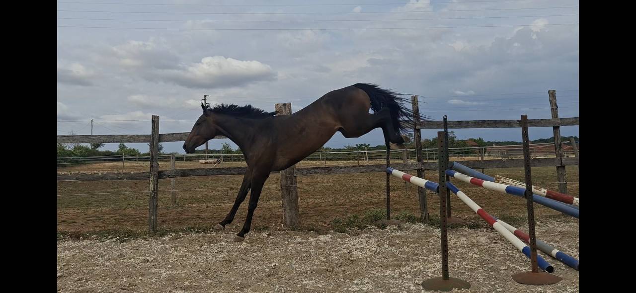 Mare Selle Fran&ccedil;ais For sale 2023 Dark Bay