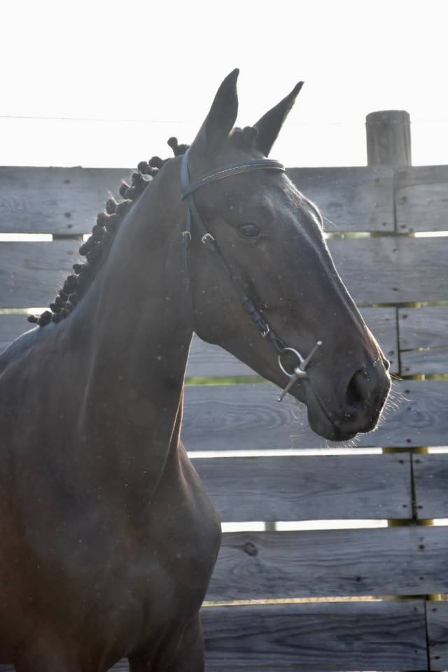 Gelding Selle Fran&ccedil;ais For sale 2024 Dark Bay