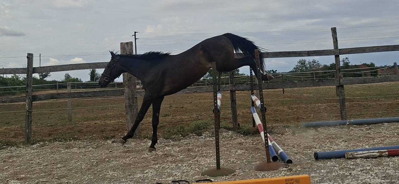 Gelding Selle Fran&ccedil;ais For sale 2024 Dark Bay