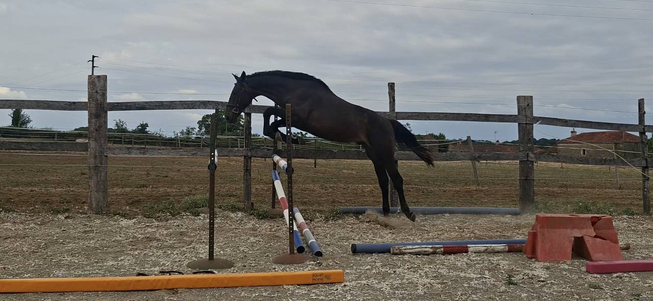 Gelding Selle Fran&ccedil;ais For sale 2024 Dark Bay
