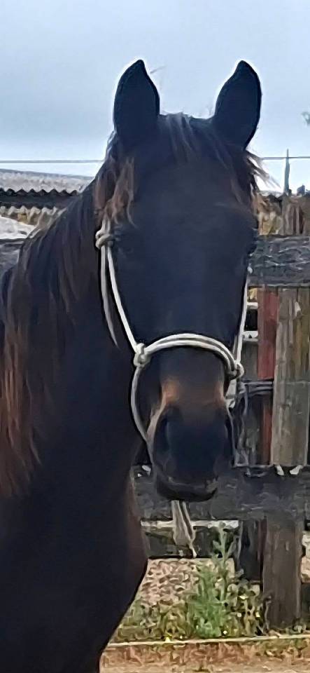Gelding Selle Fran&ccedil;ais For sale 2024 Dark Bay