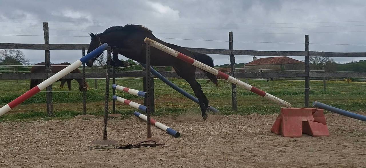 Gelding Selle Fran&ccedil;ais For sale 2024 Dark Bay