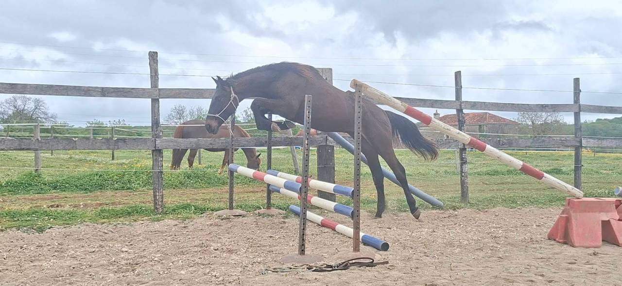 Gelding Selle Fran&ccedil;ais For sale 2024 Dark Bay