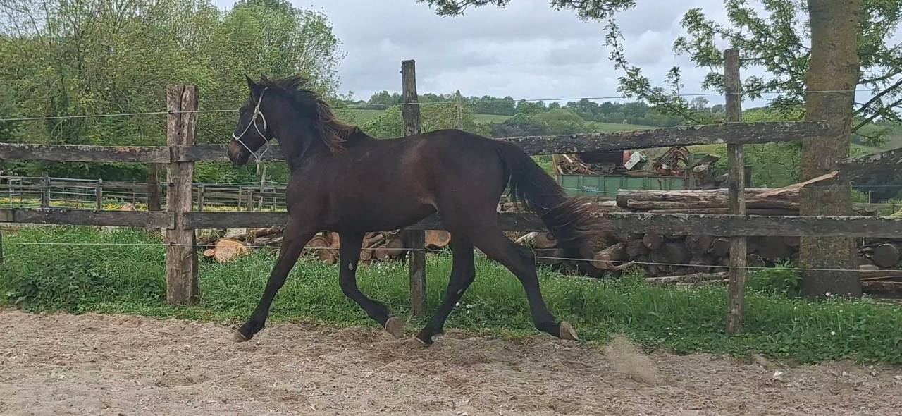 Gelding Selle Fran&ccedil;ais For sale 2024 Dark Bay