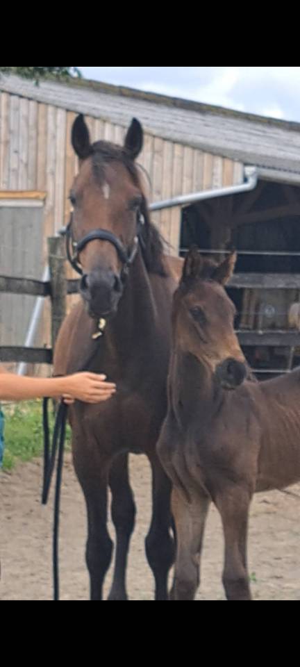 Gelding Selle Fran&ccedil;ais For sale 2024 Dark Bay