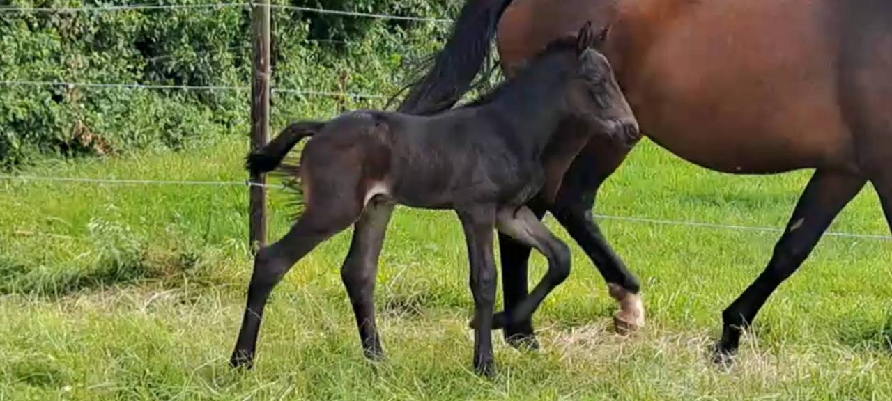 Gelding Selle Fran&ccedil;ais For sale 2024 Dark Bay