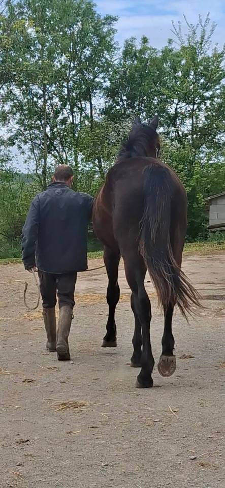 Gelding Selle Fran&ccedil;ais For sale 2024 Dark Bay