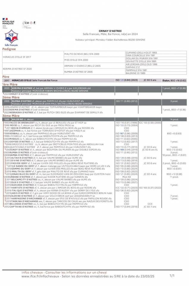 Gelding Selle Fran&ccedil;ais For sale 2024 Dark Bay