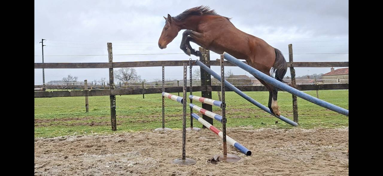 Gelding Selle Fran&ccedil;ais For sale 2023 Bay