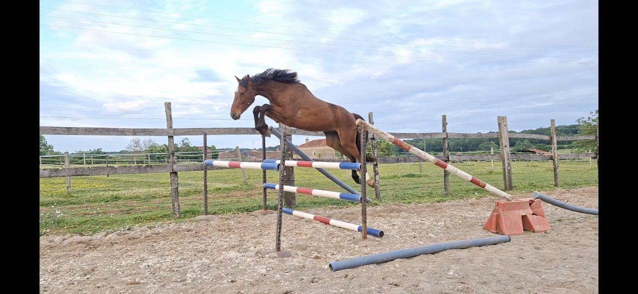 Gelding Selle Fran&ccedil;ais For sale 2023 Bay