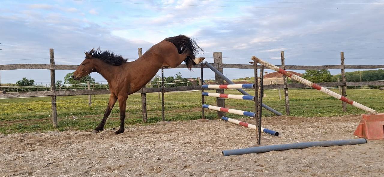 Gelding Selle Fran&ccedil;ais For sale 2023 Bay