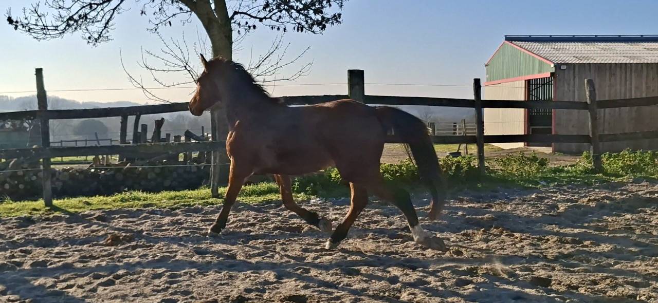 Gelding Selle Fran&ccedil;ais For sale 2023 Bay