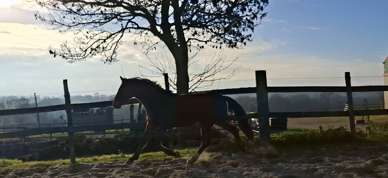 Gelding Selle Fran&ccedil;ais For sale 2023 Bay