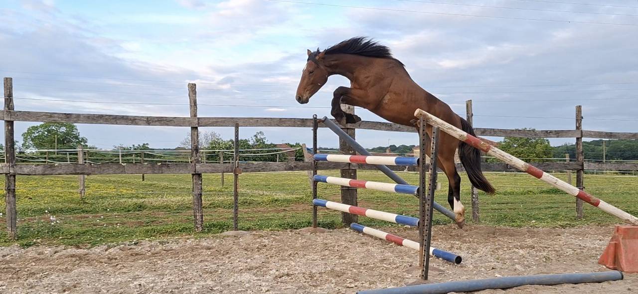 Gelding Selle Fran&ccedil;ais For sale 2023 Bay