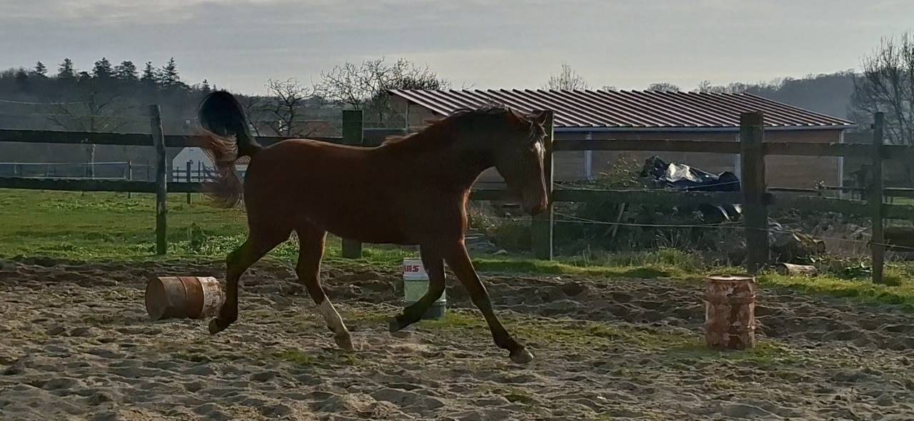 Gelding Selle Fran&ccedil;ais For sale 2023 Bay