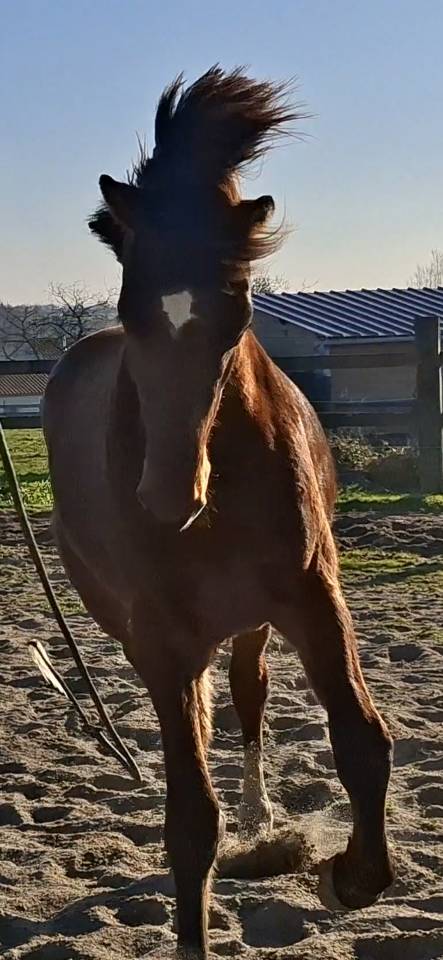 Gelding Selle Fran&ccedil;ais For sale 2023 Bay