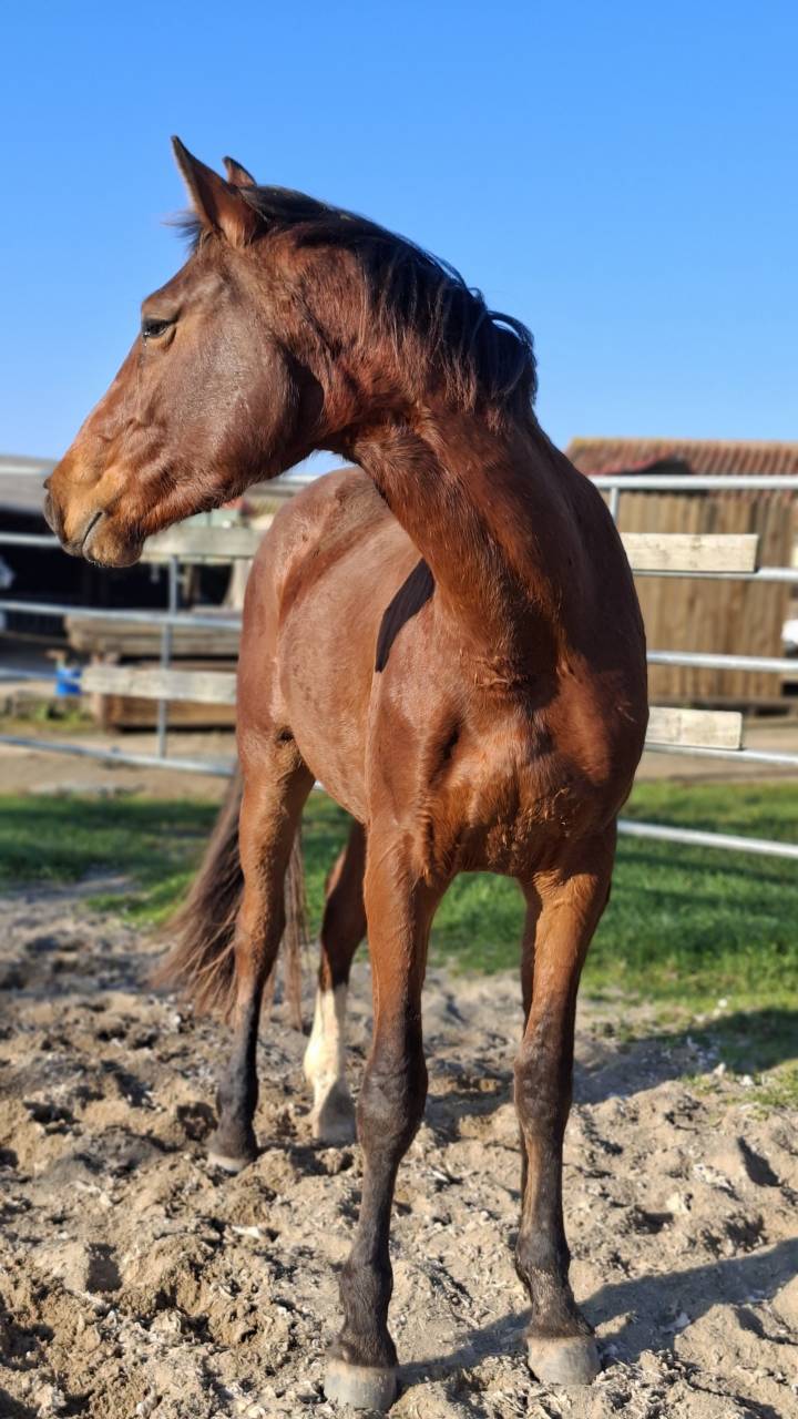 Gelding Selle Fran&ccedil;ais For sale 2023 Bay