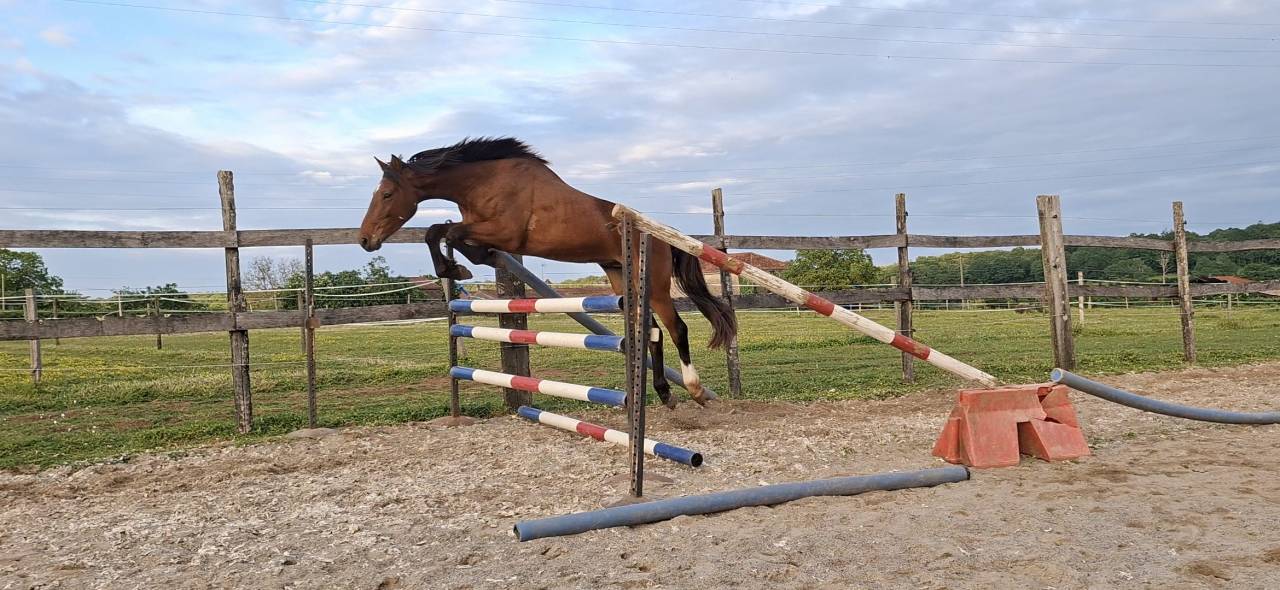 Gelding Selle Fran&ccedil;ais For sale 2023 Bay