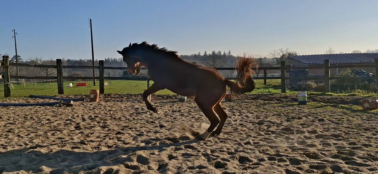 Gelding Selle Fran&ccedil;ais For sale 2023 Bay