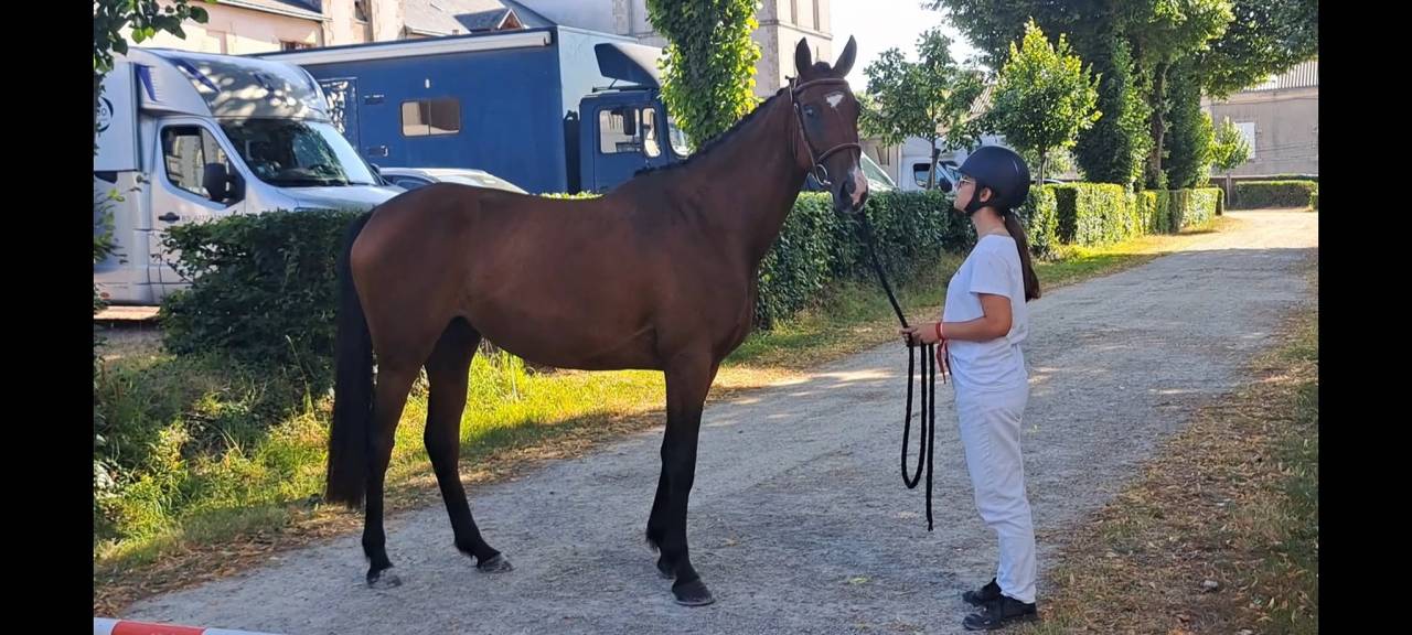 Mare Selle Fran&ccedil;ais For sale 2022 Bay