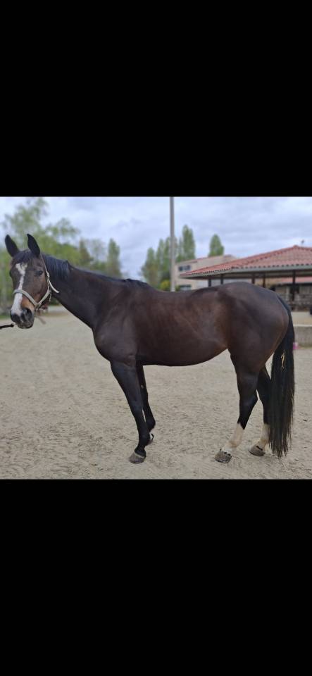Mare Zangersheide For sale 2014 Dark Bay