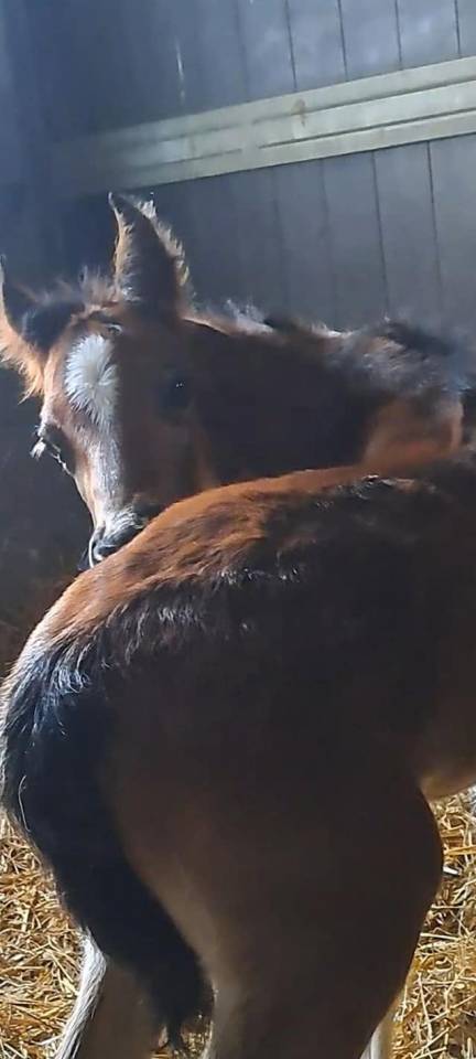 Gelding French Saddle Pony For sale 2025 Bay