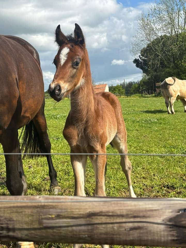 Gelding French Saddle Pony For sale 2025 Bay