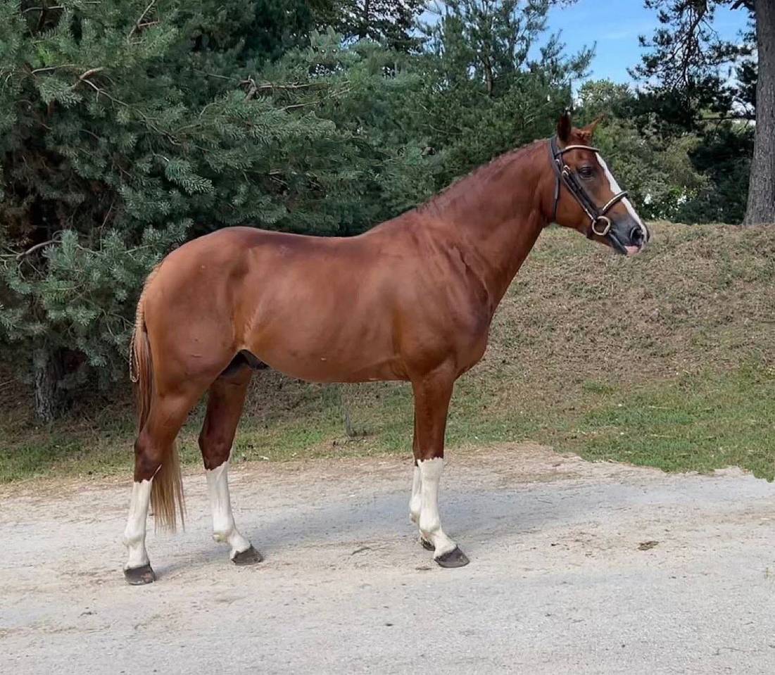 Filly French Saddle Pony For sale 2026 Liver chestnut