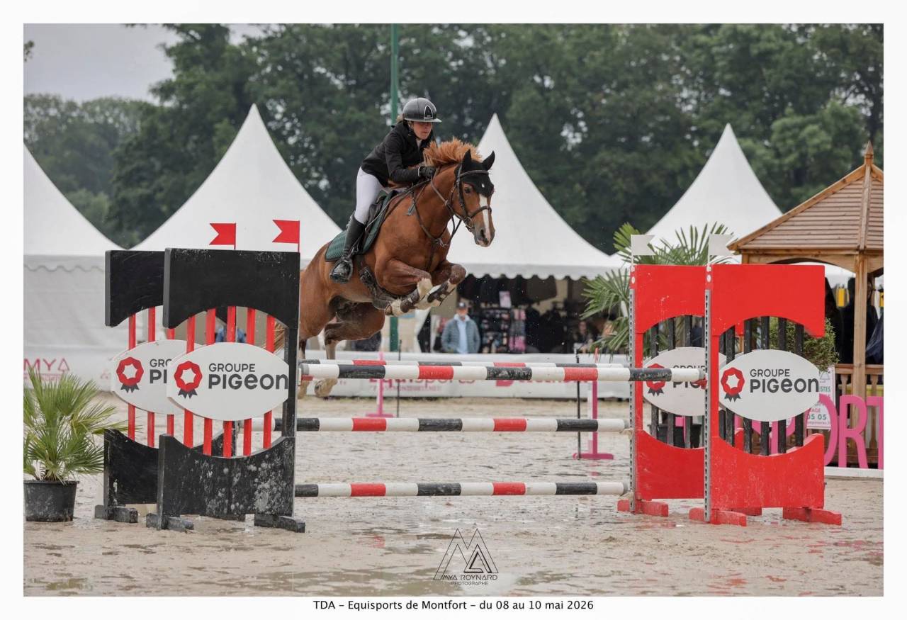 Filly French Saddle Pony For sale 2026 Liver chestnut