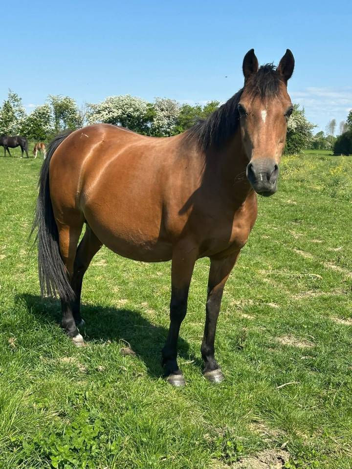 Filly French Saddle Pony For sale 2026 Liver chestnut