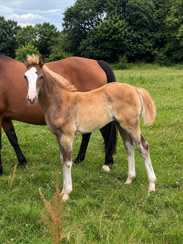 Filly French Saddle Pony For sale 2026 Liver chestnut
