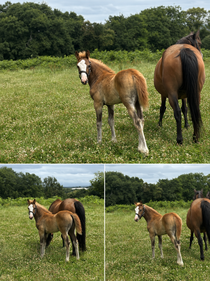 Filly French Saddle Pony For sale 2026 Liver chestnut