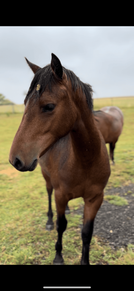 Filly Origin Recorded For sale 2024 Bay