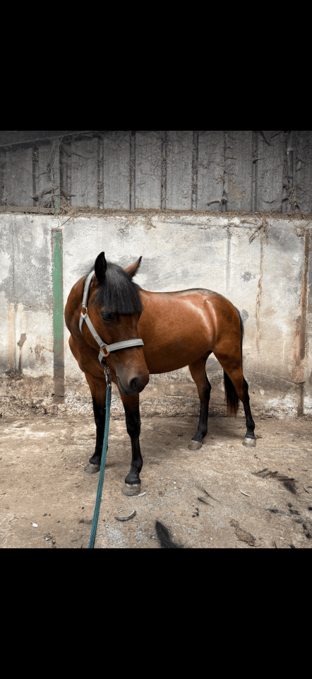 Filly Origin Recorded For sale 2024 Bay