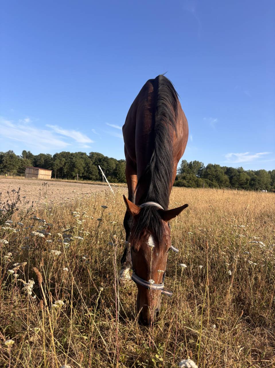Entire Selle Fran&ccedil;ais For sale 2023 Dark Bay