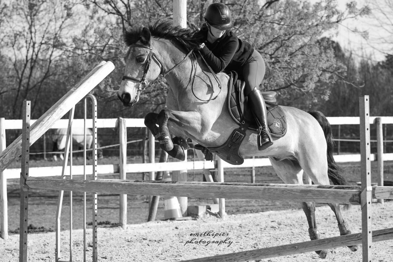 Gelding Connemara For loan 2010 Buckskin