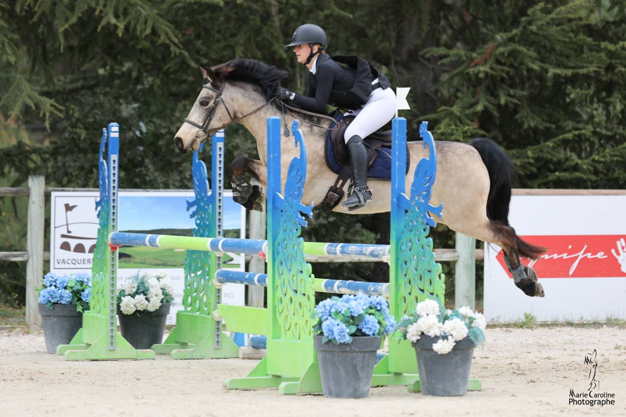 Gelding Connemara For loan 2010 Buckskin